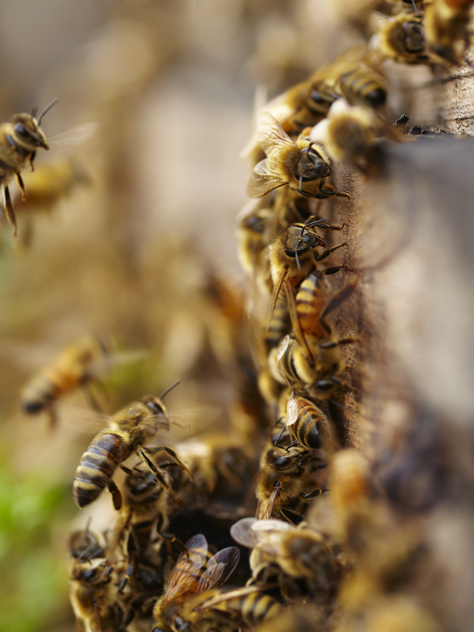 NUCs of Honey Bees - E&R Atlantic Bees Limited